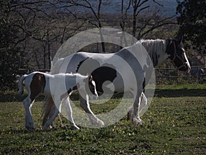 Irish gipsy cob mare with 10 days old foal in a meadow walking towards a river to drink.