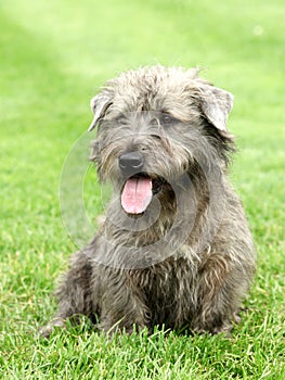 Irish Glen of Imaal Terrier photo