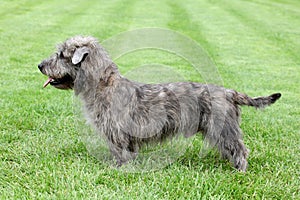 Irish Glen of Imaal Terrier on the green grass