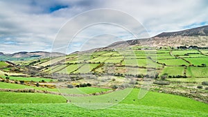 Irish green fields just outside of Dingle on Dingle peninsula