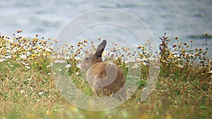 Irish hare Lepus timidus hibernicus Mountain hare