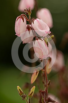 St. Dabeocâs heath Daboecia cantabrica Irish Princess,Â veined intense pink flower photo