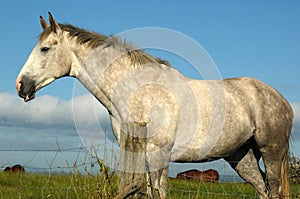 Irish Horse