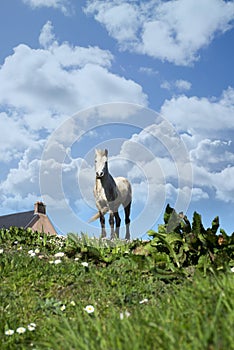 Irish horse in a field