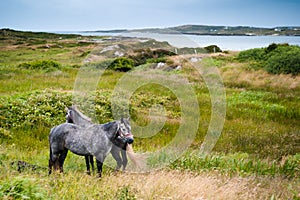 Irish horses