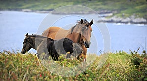 Irish horses in Connemara mountains