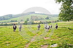 Irish horses in field, Wicklow Mountains, Ireland