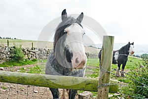 Irish horses in paddock, Wicklow Mountains, Ireland