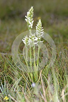 Irish Lady`s-tresses