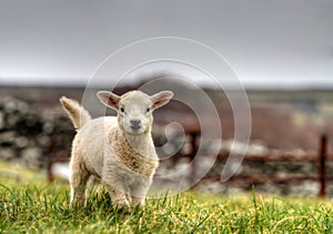 Irish lamb