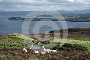 Irish landscape with sheep