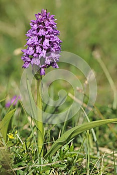 Irish Marsh Orchid