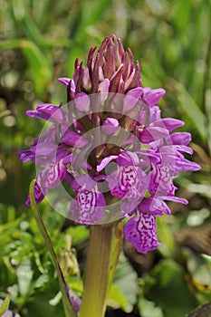 Irish Marsh Orchid