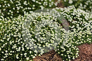 Irish moss, or Sagina subulata flowers in a garden