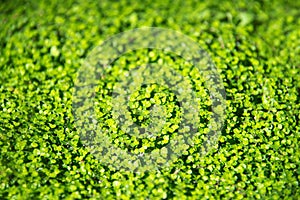 Irish moss Soleirolia