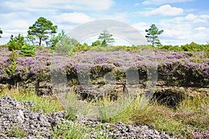 Irish peat bog landscape - Ireland