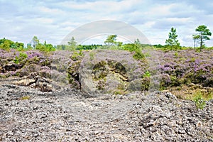 Irish peat bog landscape - Ireland - Europe