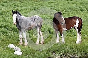 Irish ponys