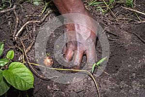 Irish potato Solanum tuberosum plants being planted in an agricultural field but an African woman, Uganda