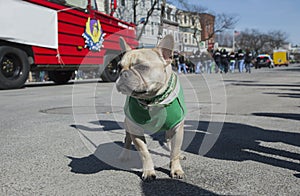 Irish Pug Dog, St. Patrick's Day Parade, 2014, South Boston, Massachusetts, USA