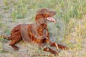 Irish Red Setter