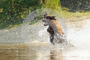 Dog playing in the water of the beach