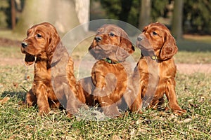 Irish Red Setter Puppies in nature