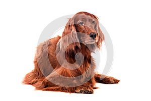 Irish Red Setter on white background
