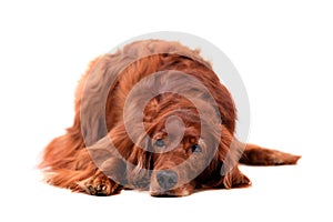 Irish Red Setter on white background