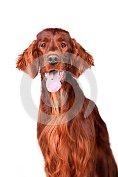 Irish Red Setter on white background