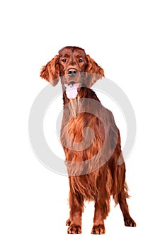 Irish Red Setter on white background