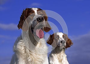 Irish red and white setter couple