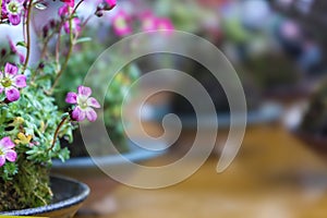 Irish Saxifrage grown in a ball of soil covered in moss