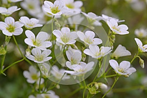 Irish Saxifrage Saxifraga rosacea, green-white flowers