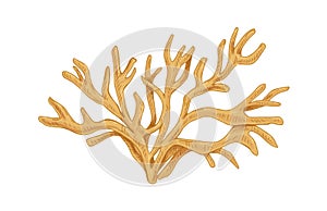 Irish sea moss or Carrageen. Underwater edible seaweed. Natural undersea alga. Botanical drawing of aquatic plant