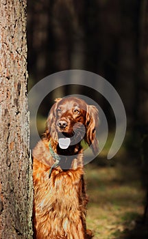 irish seter dog on a walk