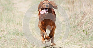 Irish Setter