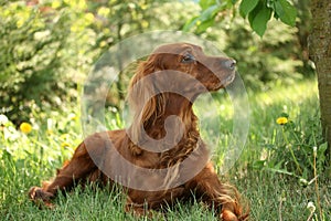 Irish Setter