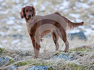 Irish Setter