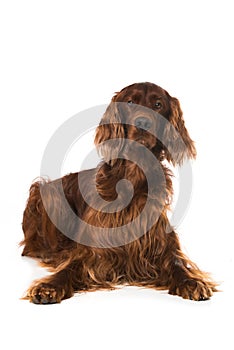 Irish Setter lying on white background