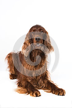 Irish Setter lying on white background
