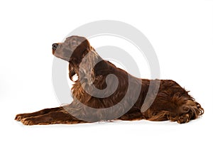 Irish Setter lying on white background