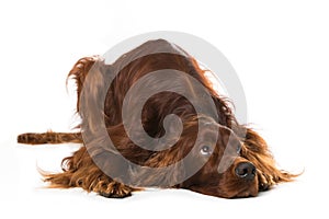 Irish Setter lying on white background