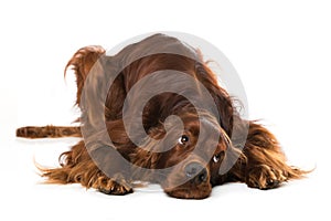 Irish Setter lying on white background
