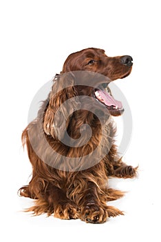 Irish Setter lying on white background