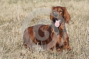 Irish setter 2