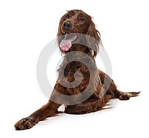 Irish Setter, 2 years old, lying