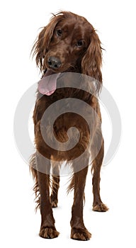 Irish Setter, 2 years old, standing