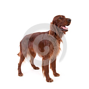 Irish Setter photo