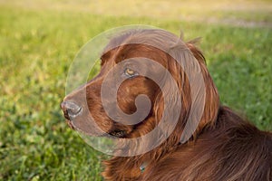 Irish Setter